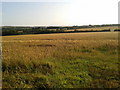 Cornish fields