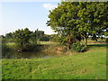 Oaks trees near pond, Whitehouse Farm, Wickham Bishops