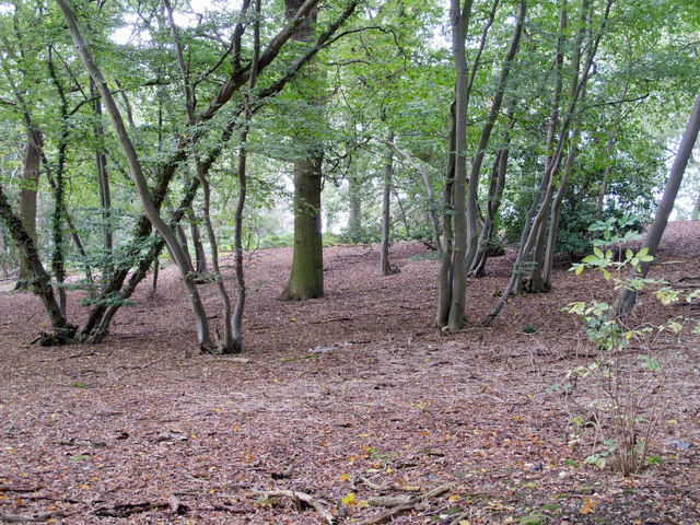 Wood near Mope Grove, Wickham Bishops