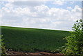 Vegetables in a field