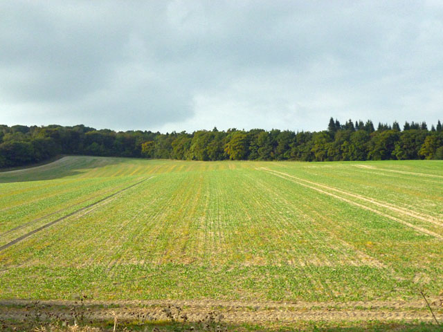 Field above Icknield Way
