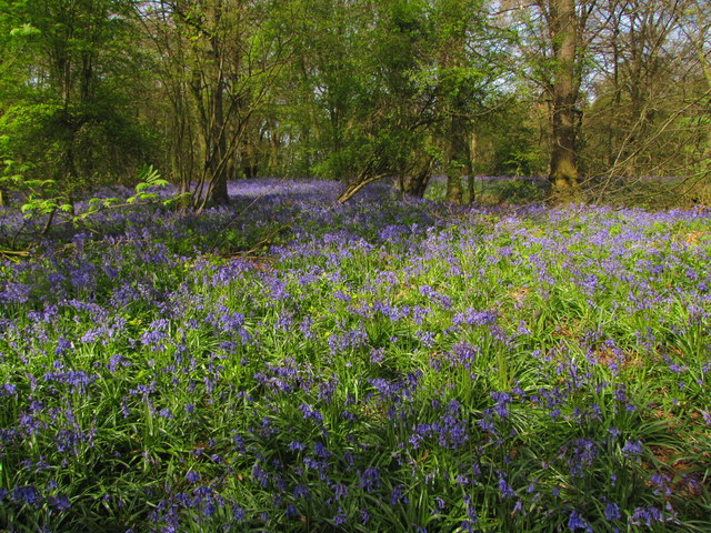 Bluebells in Ashfield Wood
