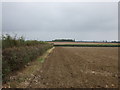 Farmland and hedgerow