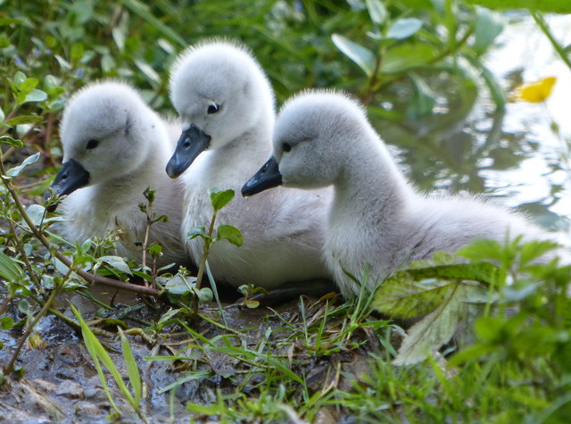 Three cygnets along the Oxford Canal