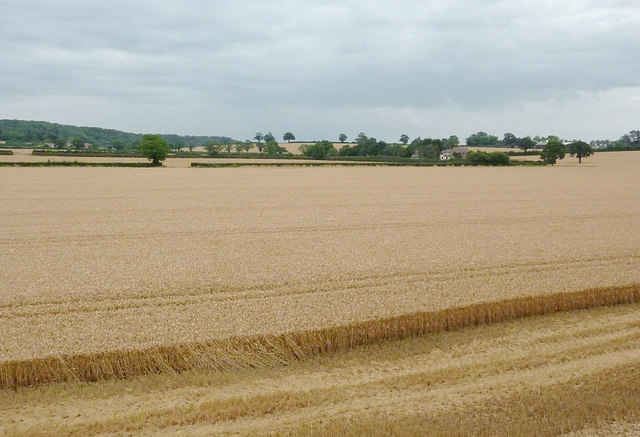 Wheat fields east of Wilmcote, Warwickshire
