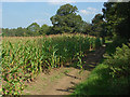 Maize crop near Binscombe