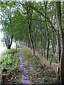 Border Abbeys Way above Denholm