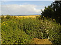 Wild flowers, fields and a view of the sea at Long Cross