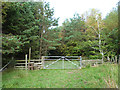 Border Abbeys Way in Dykesglen Wood