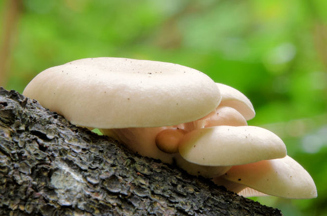 Fungi, Crawfordsburn - September 2014(3)