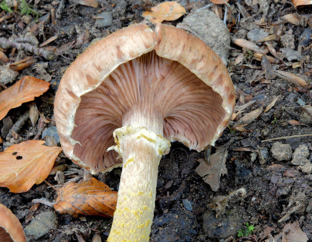 Fungi, Crawfordsburn - September 2014(4)