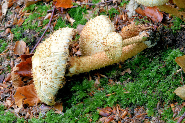 Fungi, Crawfordsburn - September 2014(6)
