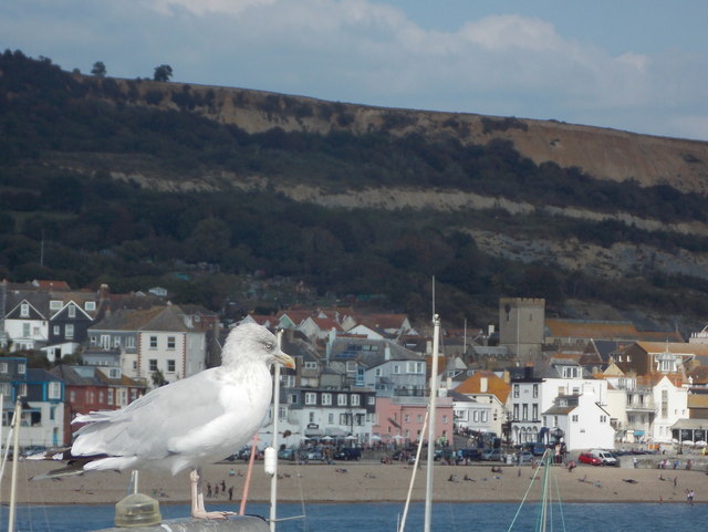 Lyme Regis: seagull on a lamppost