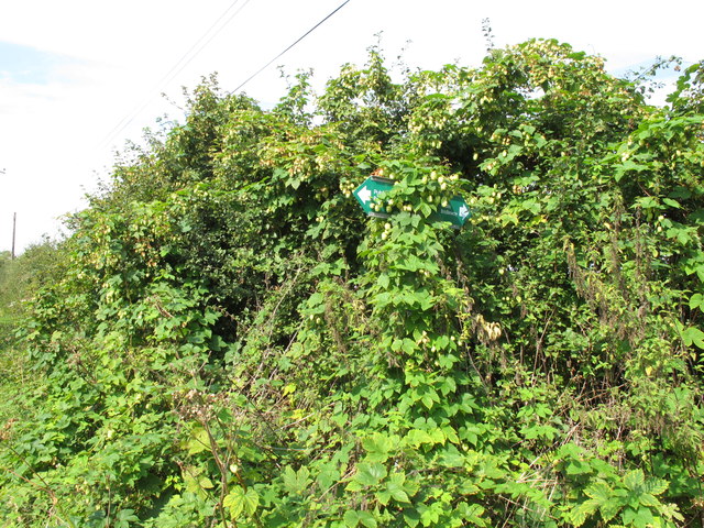 Public bridleway sign obscured by hops
