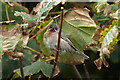 HP6208 : Eastern Subalpine Warbler (Sylvia cantillans), Baltasound by Mike Pennington