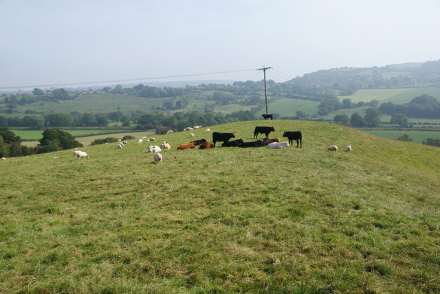 Cows and sheep near Lodge Farm