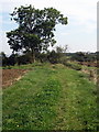 Footpath to Wilden