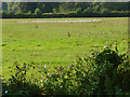 Cottongrass patch