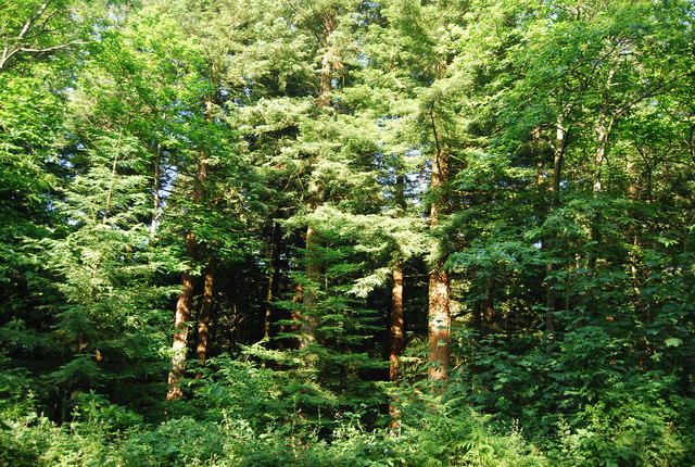 Redleaf Wood