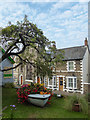 Floral Display, Fore Street, Beer, Devon