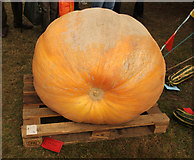 SK8260 : Heaviest pumpkin by Richard Croft