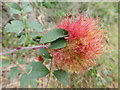 Rose bedeguar gall