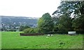 Sheep and feeder, northern slopes of Wharfedale