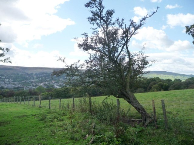 Thorn tree south of Slates Lane, above Ilkley