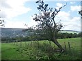 Thorn tree south of Slates Lane, above Ilkley