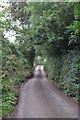 Mid Devon : Country Lane