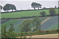 Mid Devon : Grassy Hillside