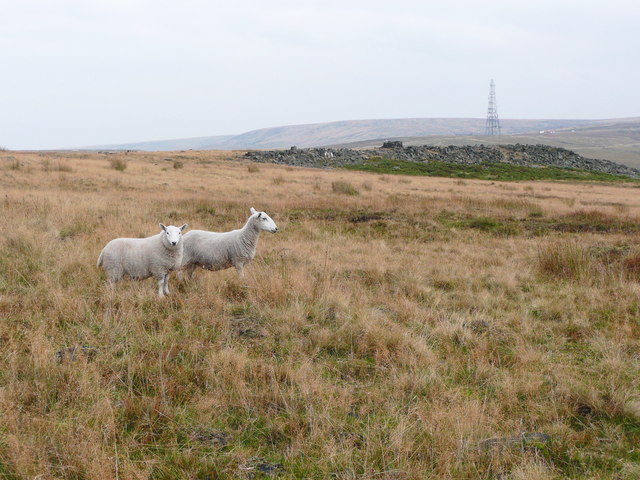 View with sheep