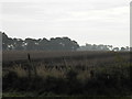 Ploughed field at Pitskelly