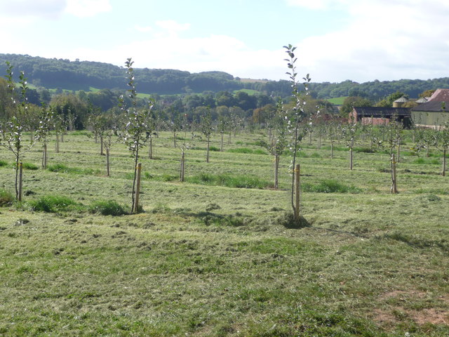 New Orchard, Little Lambswick