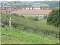 Orchard and Hop barns