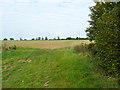 Farmland north of Leaden Roding