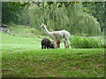 Alpacas next to the Tunbridge Wells Circular Walk