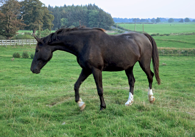 Galloway Horses 5 © Anthony O'neil Cc-by-sa 2.0 :: Geograph Britain And 