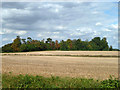 Trees along Little Canfield - Bamber