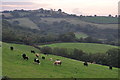 Mid Devon : Grassy Field & Cattle