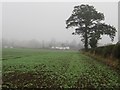 Arable field on the edge of Duns