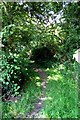 Footpath in Piddington Wood