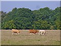 TL0804 : Highwoodhall Lane - Grazing by Colin Smith