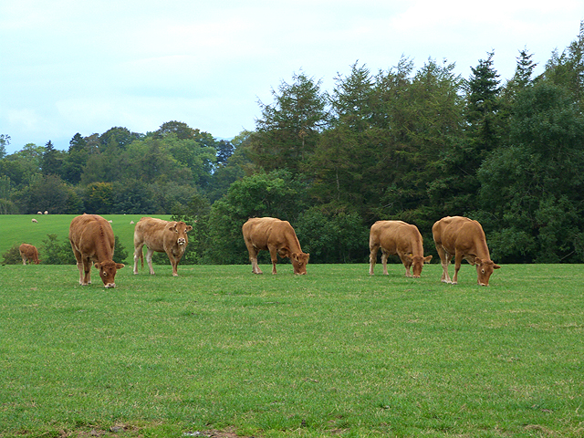 Field with cattle