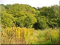 Path by Abbots Hill Farm