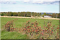 Rose Hips