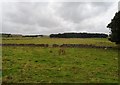 Fields near Hindlow Quarry