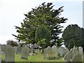 St Endellion churchyard and yew