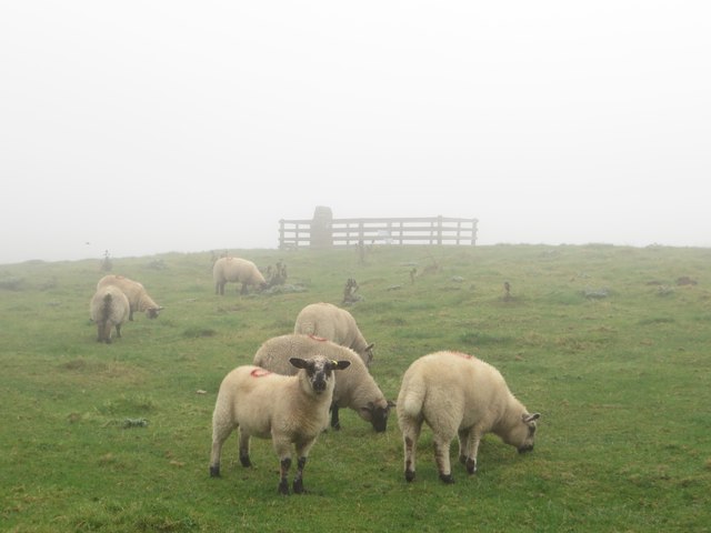 Sheep grazing at the summit of Duns Law