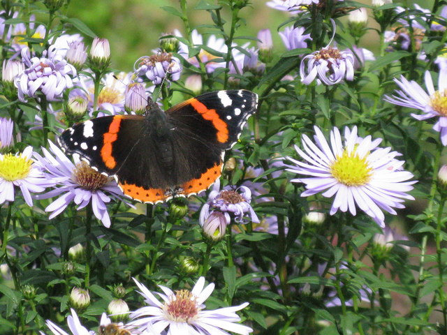 Red Admiral in the Hermitage of Braid